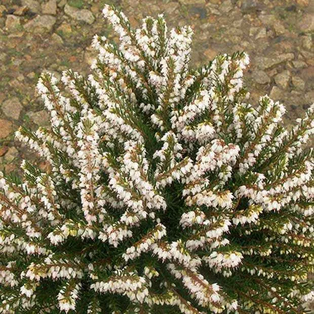 Bruyère d'hiver White Glow