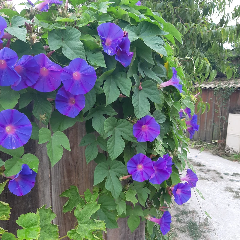 Ipomée à grandes fleurs Grandpa Ott