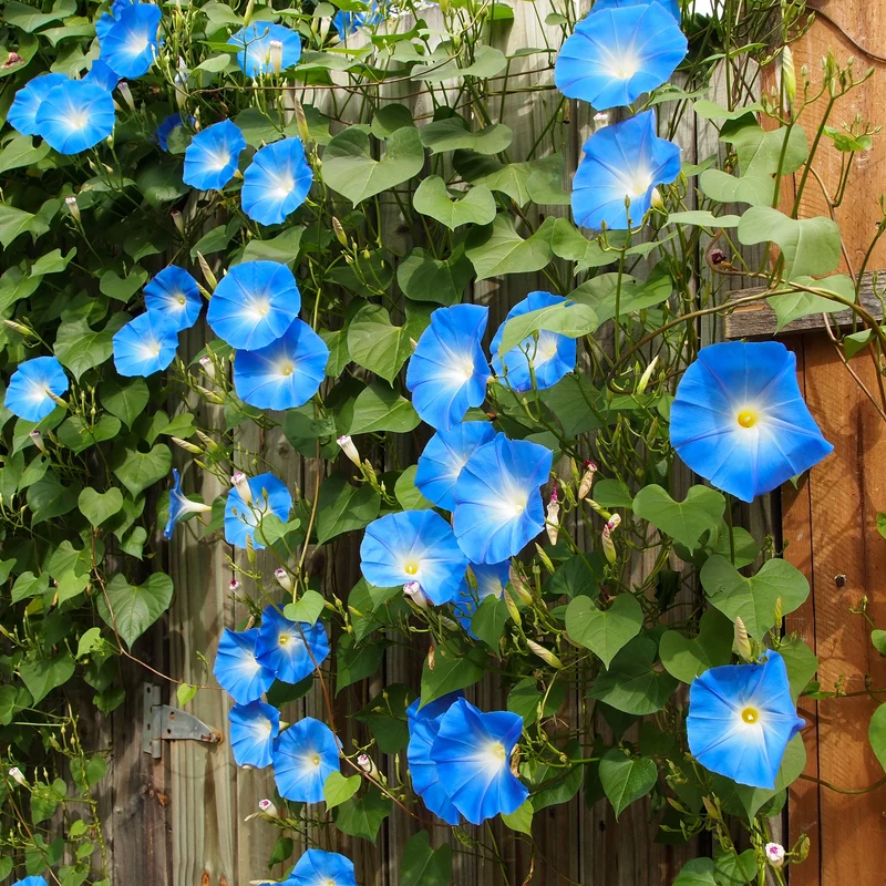 Ipomée à grandes fleurs Heavenly Blue