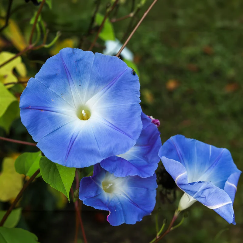 Ipomée à grandes fleurs Heavenly Blue