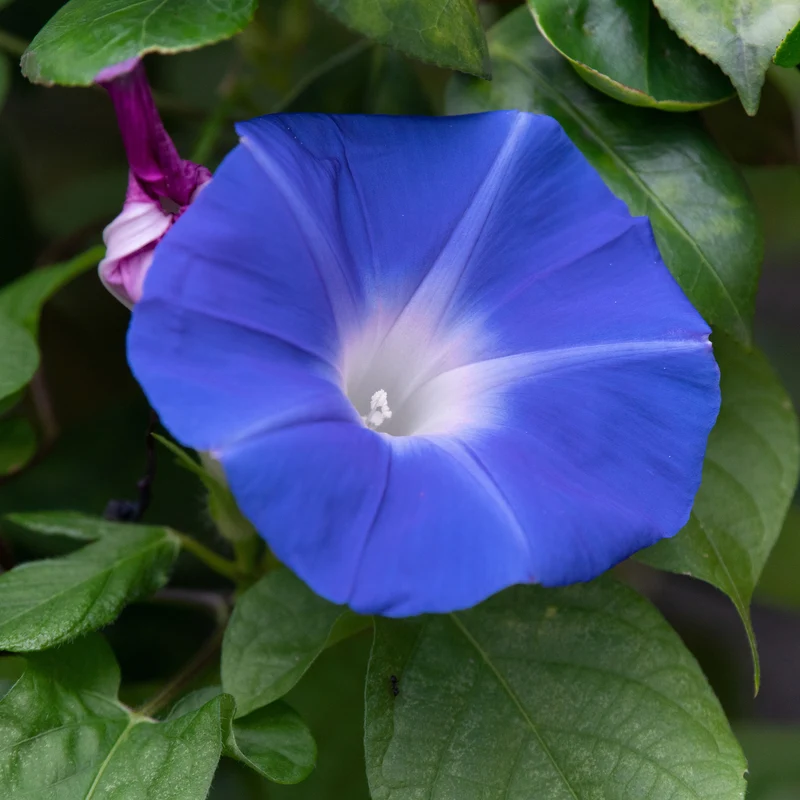 Ipomée à grandes fleurs Heavenly Blue