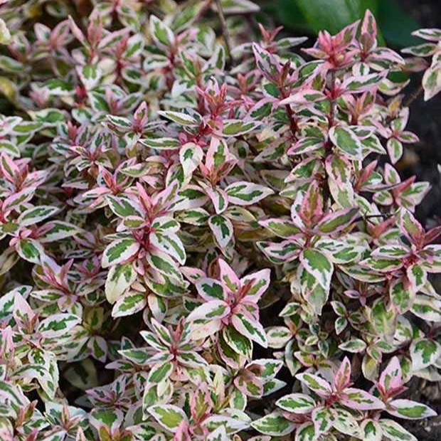 Abélia Pink Lady