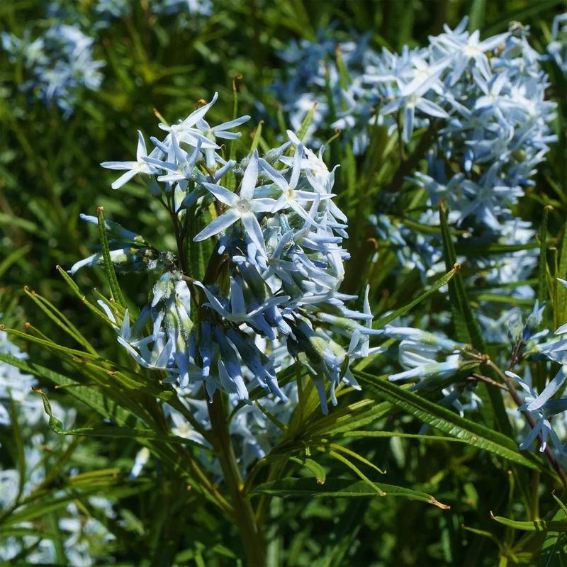 Amsonie hubrichtii