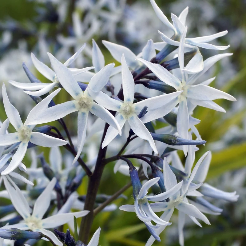 Amsonie hubrichtii