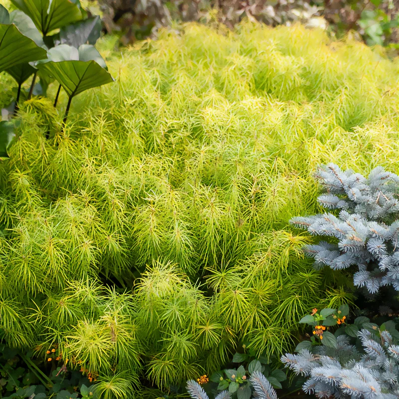 Amsonie hubrichtii