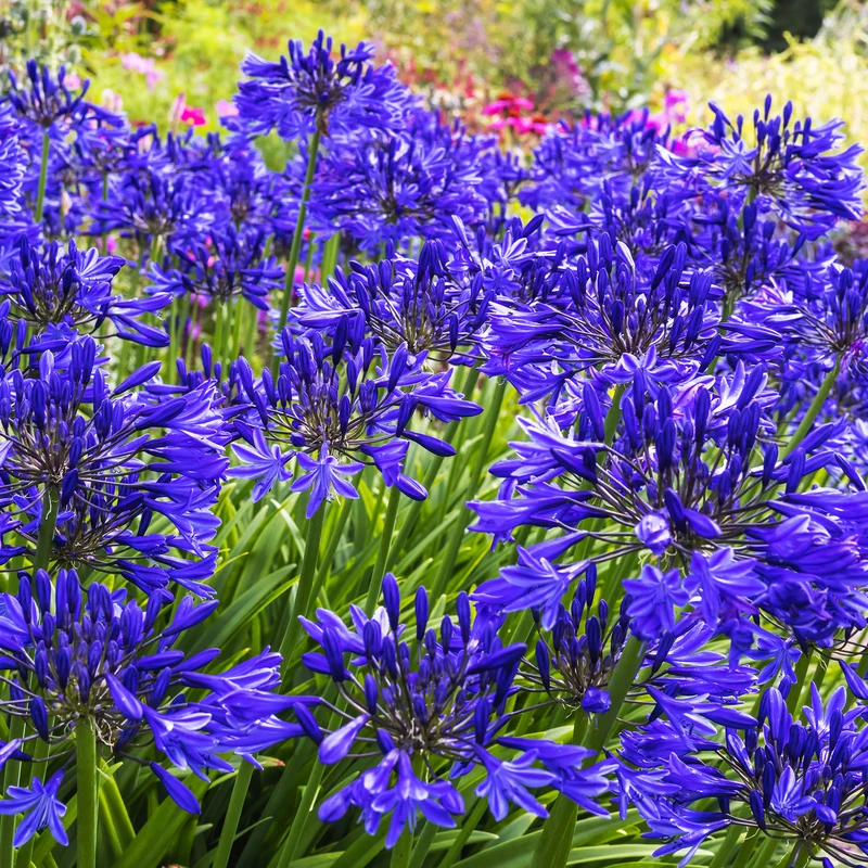 Agapanthe Navy Blue