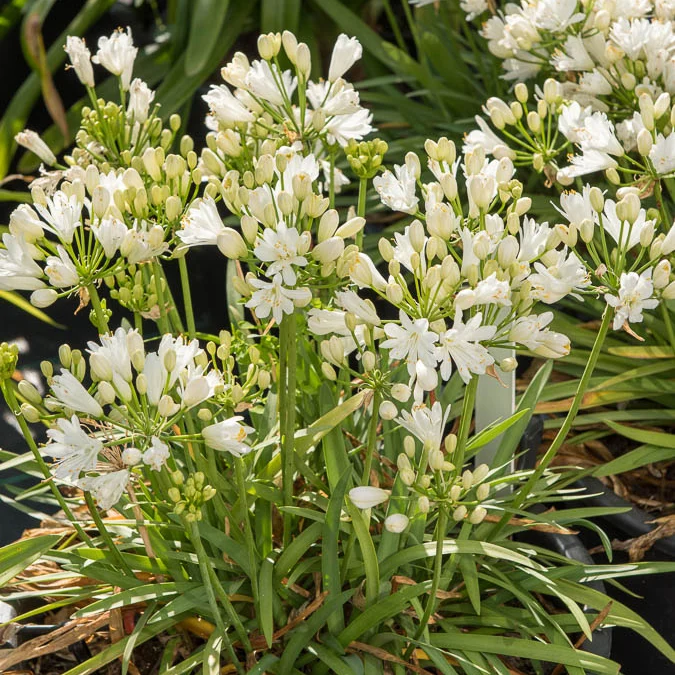 Agapanthe Double Diamond