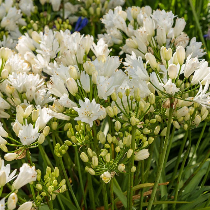 Agapanthe Double Diamond
