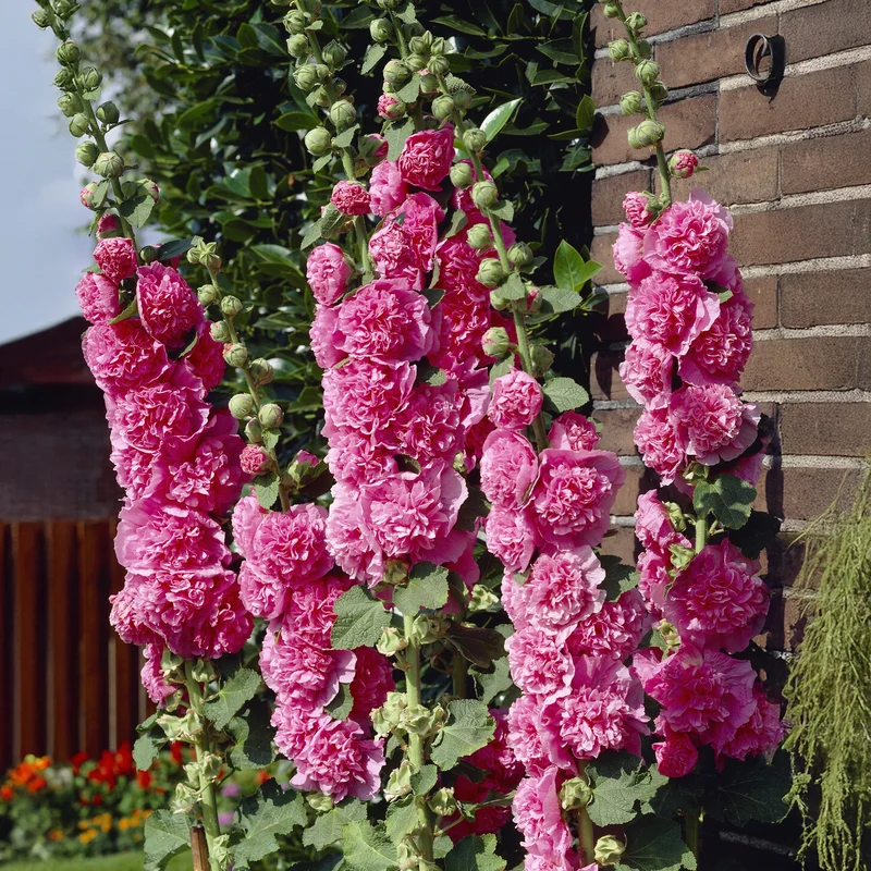 Rose trémière double Rose
