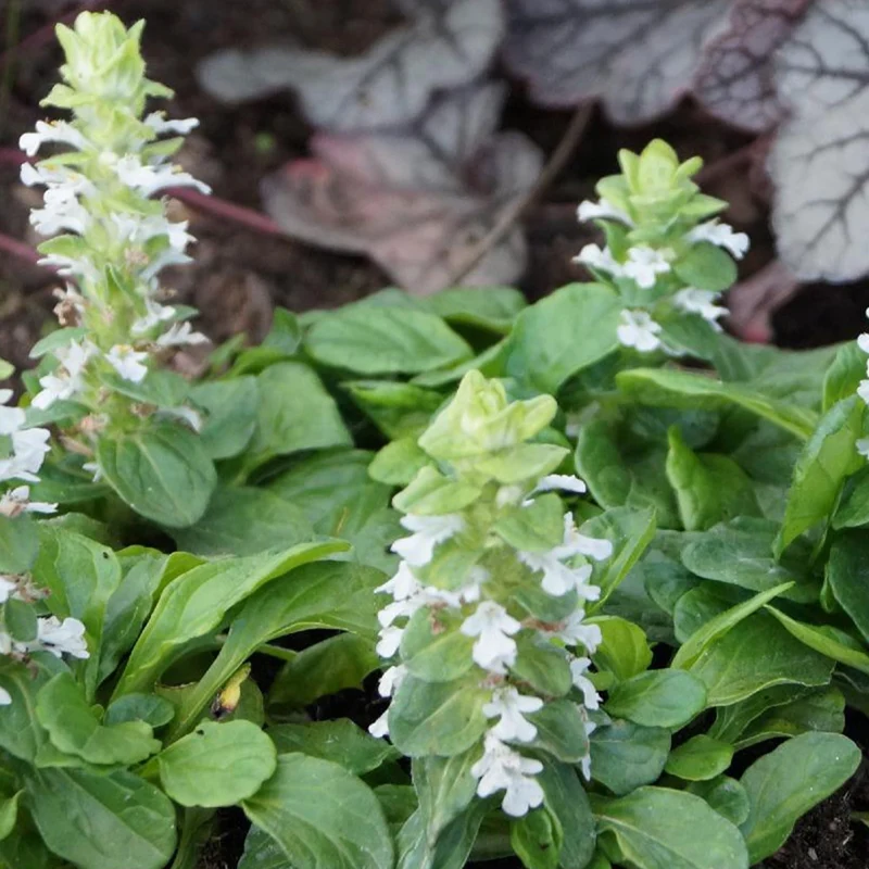 Bugle rampante Alba