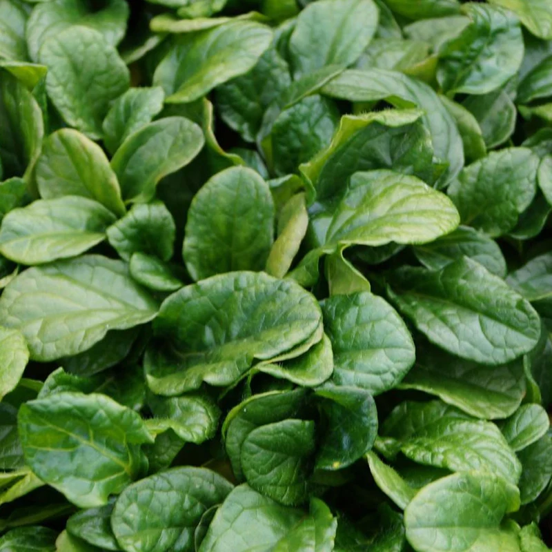 Bugle rampante Alba