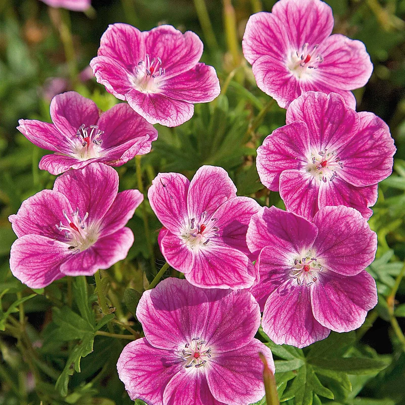 Géranium vivace sanguin Elke