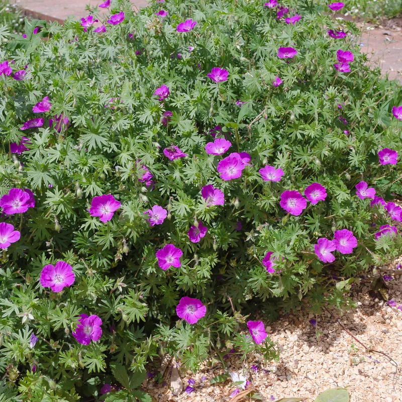 Géranium vivace sanguin Elke