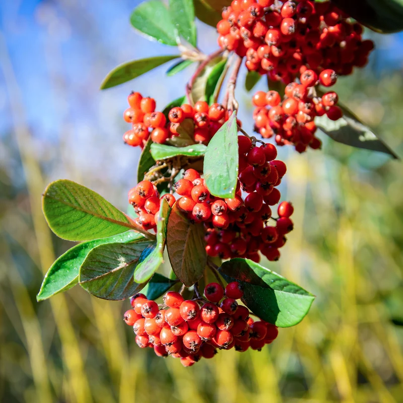 Cotoneaster Lacteus