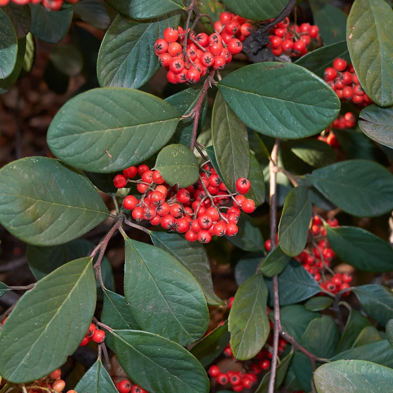 Cotoneaster Lacteus