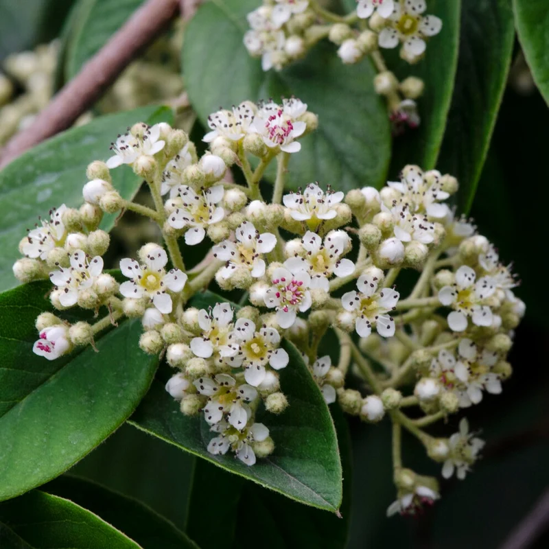 Cotoneaster Lacteus