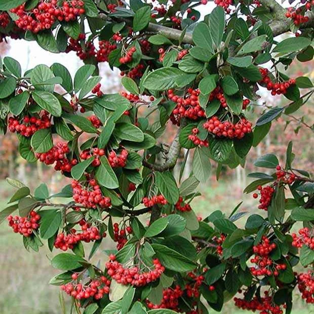 Cotoneaster Lacteus