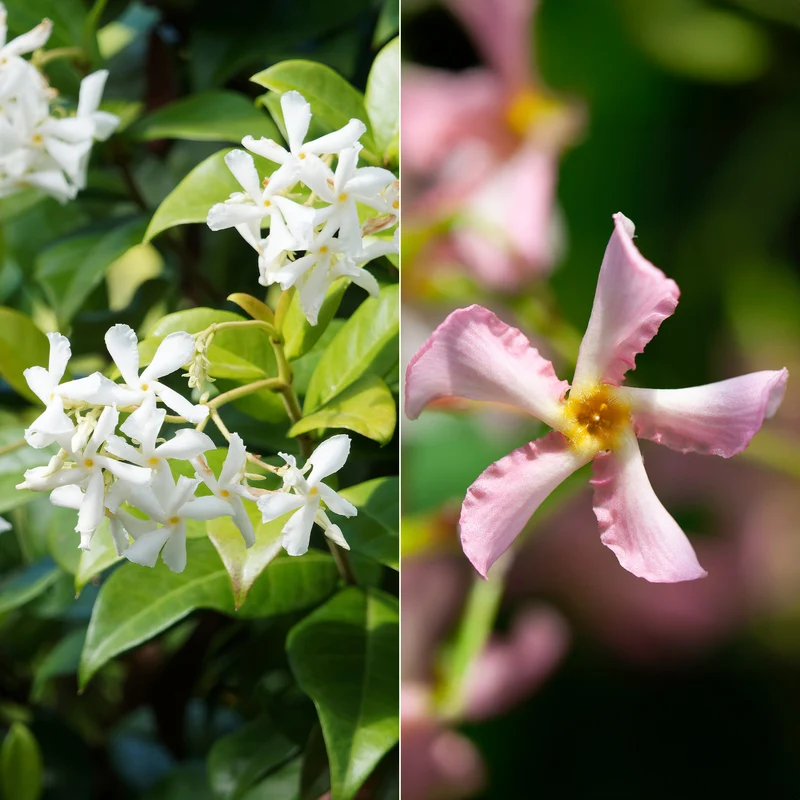 Collection de 2 Jasmin étoilé rose et blanc