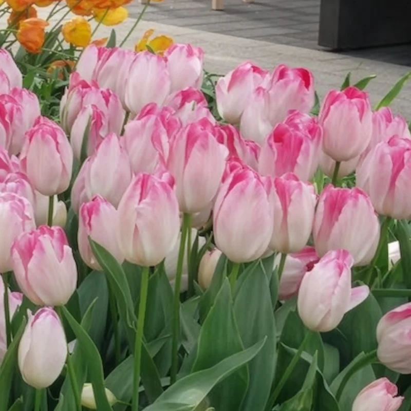 10 Tulipes Supri Erotic