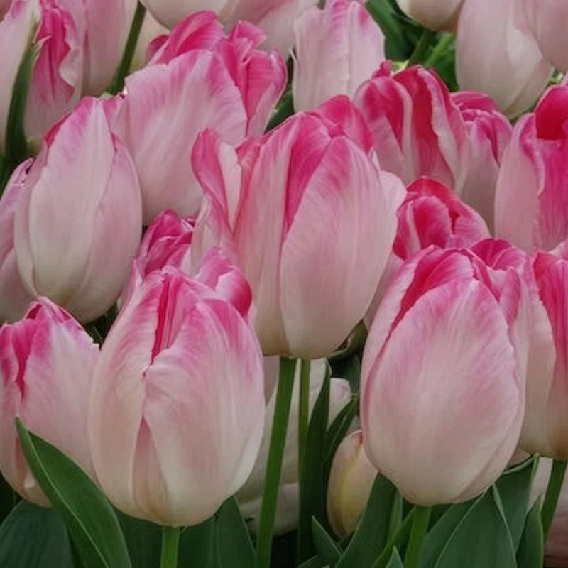 10 Tulipes Supri Erotic