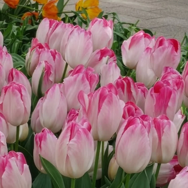 10 Tulipes Supri Erotic