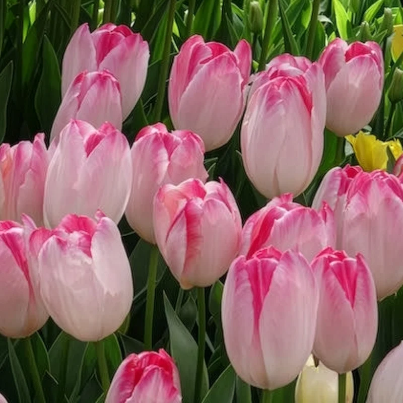 10 Tulipes Supri Erotic