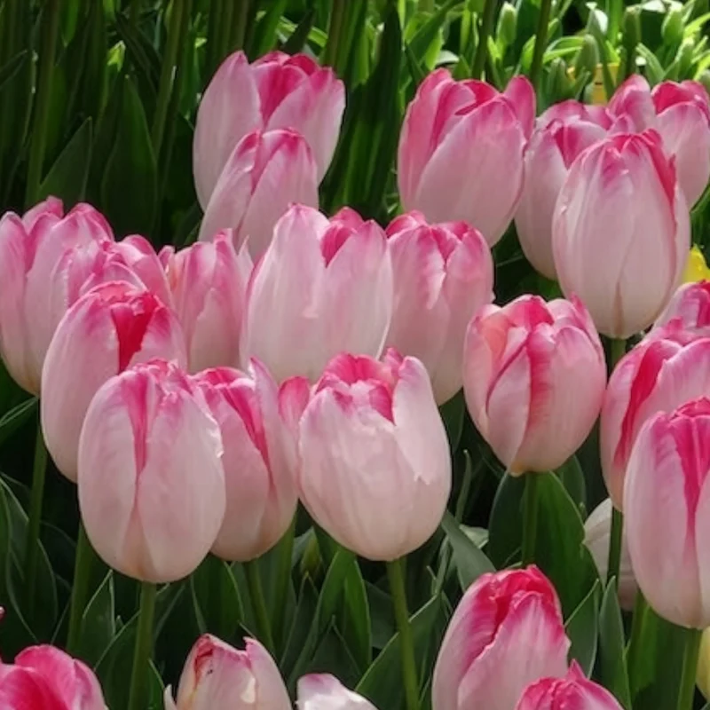 10 Tulipes Supri Erotic