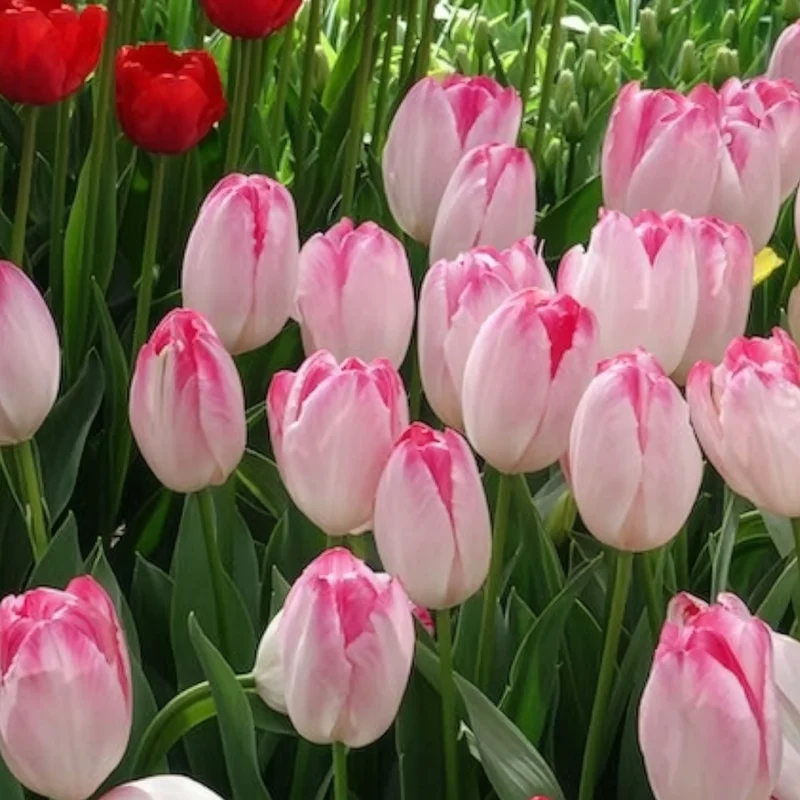 10 Tulipes Supri Erotic