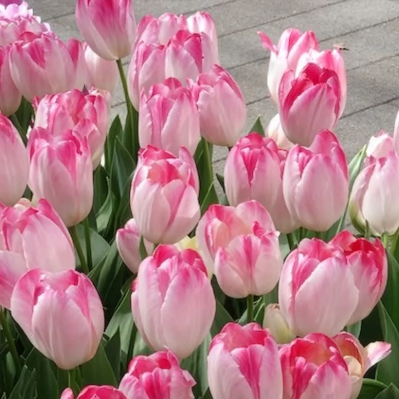 10 Tulipes Supri Erotic