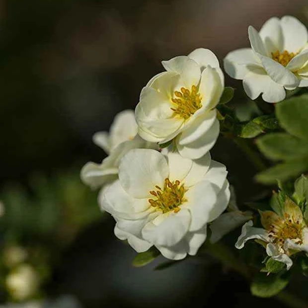 Potentille arbustive Crème Brûlée