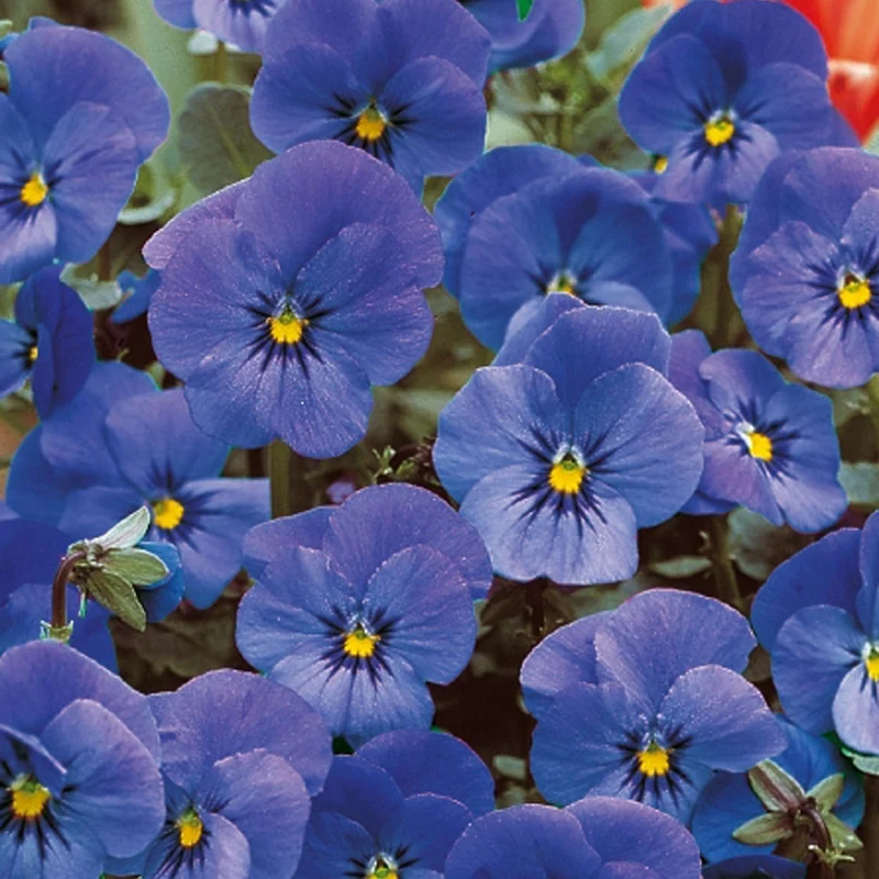 Violette cornue Admiration - Pensée