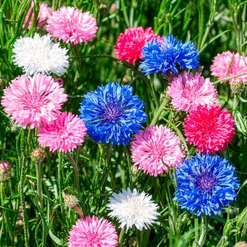 Centaurée à fleurs double en mélange