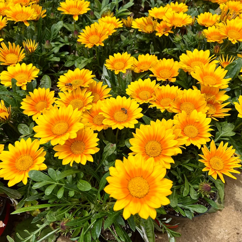 Gazania Suncarpet®