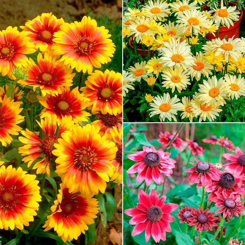 Collection de 6 Marguerites colorées