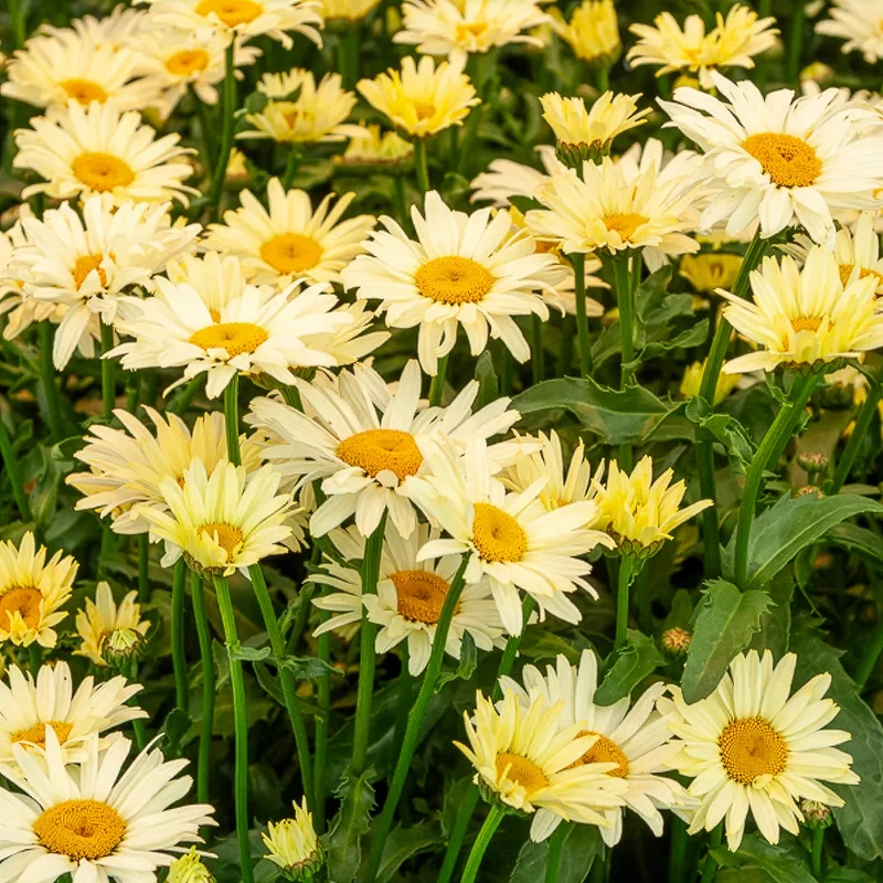Collection de 6 Marguerites colorées