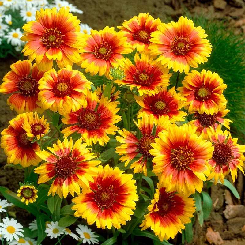 Collection de 6 Marguerites colorées