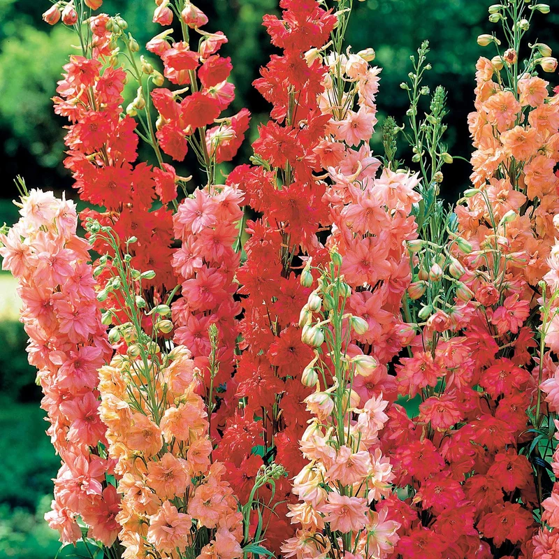 3 Delphiniums rouges en mélange