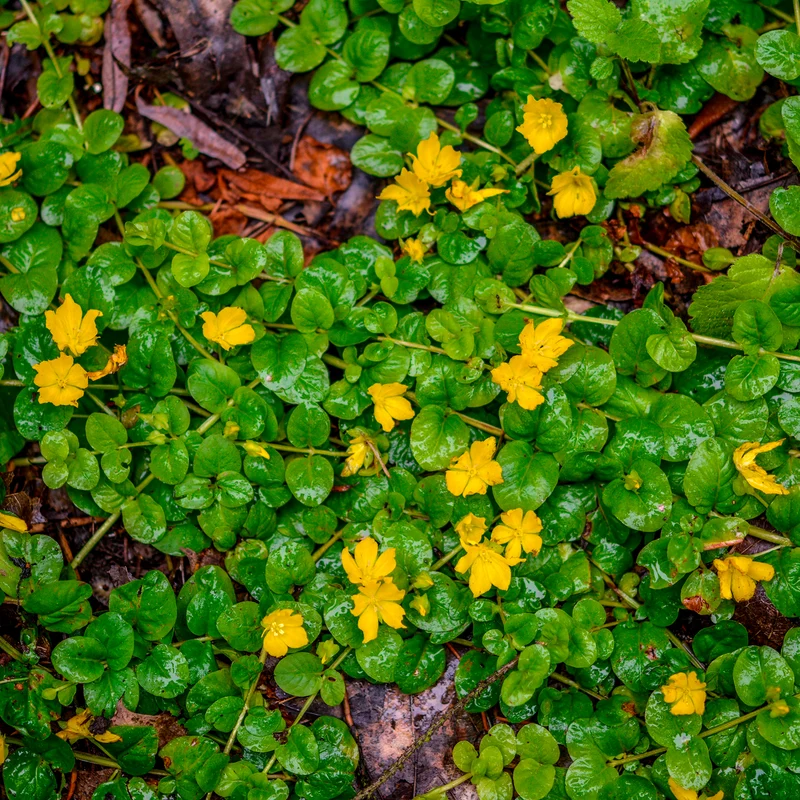 Lysimachia - Herbe aux écus