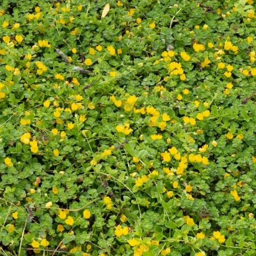 Lysimachia - Herbe aux écus