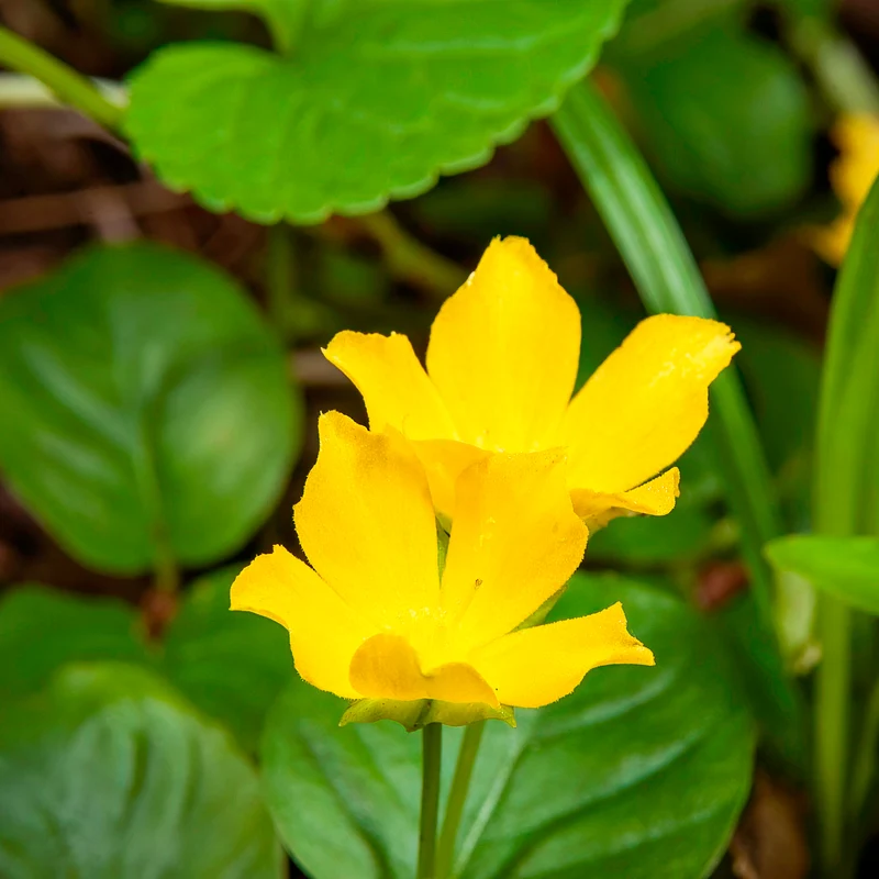 Lysimachia - Herbe aux écus