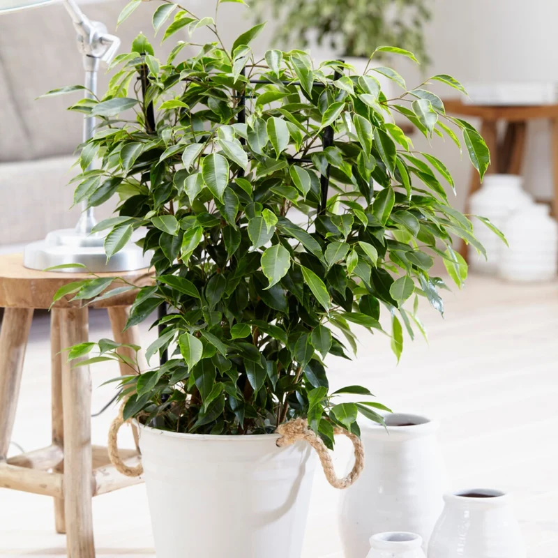 Ficus benjamina Anastasia