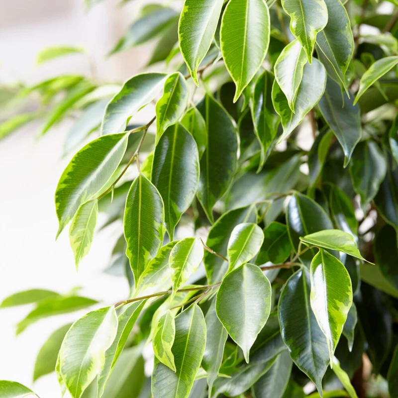 Ficus benjamina Anastasia