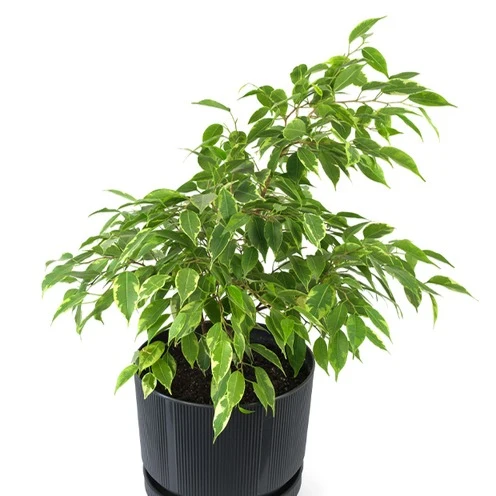 Ficus benjamina Anastasia