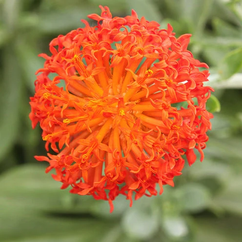 Séneçon Helenium