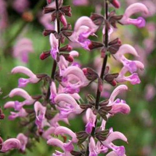 Sauge des prés Rose Rhapsody