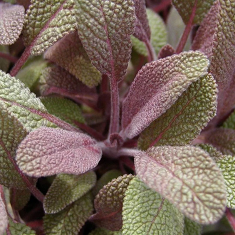 Sauge officinale Purpurascens