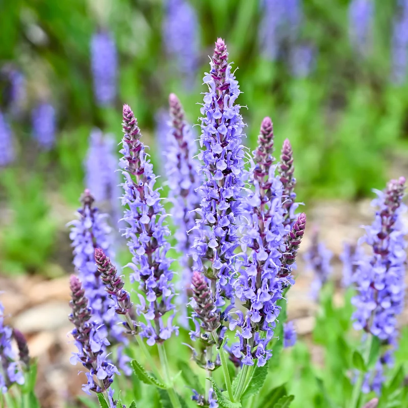 Sauge des bois Blauhügel