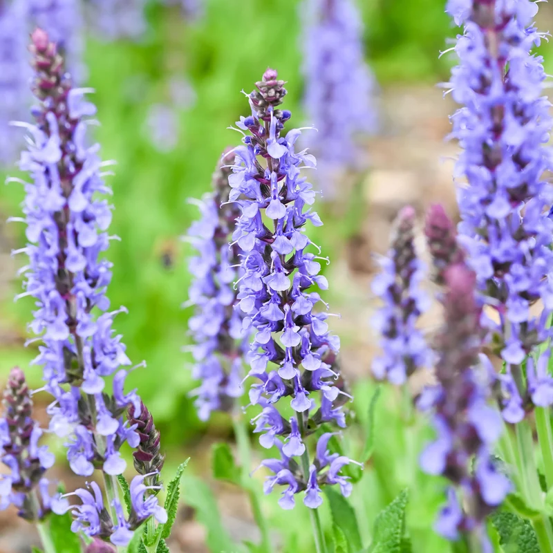 Sauge des bois Blauhügel