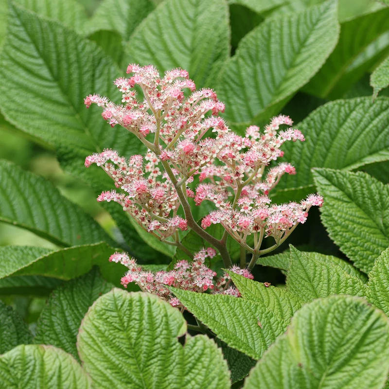 Rodgersia à feuilles de marronnier