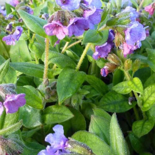 Pulmonaire Azurea